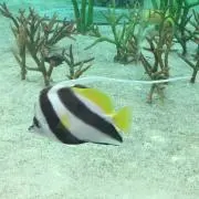 めるこの画像