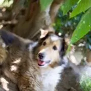 るるる