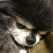 はる