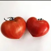 とまと