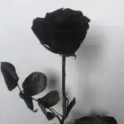 MINAの画像