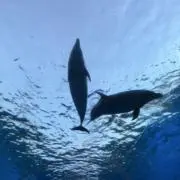 ゆめ。の画像