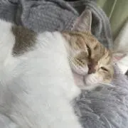 ああ