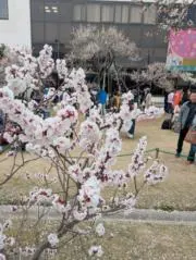 くまおの母の画像