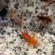 チロルの画像
