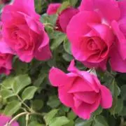 Camellia⭐︎引越しセール中の画像