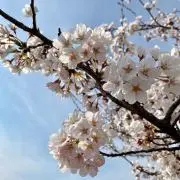 まりぬ