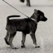 ハルハルの画像