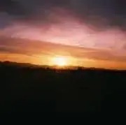 とらの画像