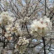 カオリンの画像