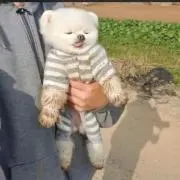 もふ