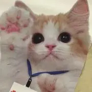 猫の足裏
