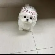 りゃむ