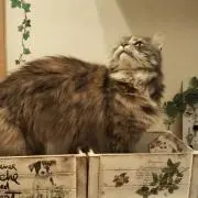 ましゅまろの画像