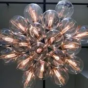 コアラの中のコアラの画像