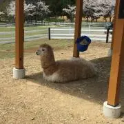 アルパカママの画像