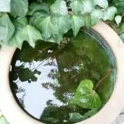 Image of hkpⅢ+