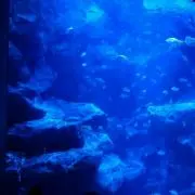 まれれの画像