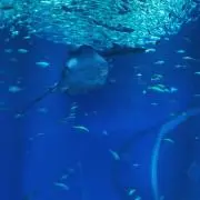 お茶の画像