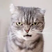Mr.GGGの画像