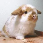 ままりえ