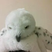 ちゃーちゃん