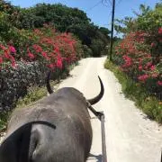 norの画像
