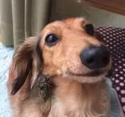 ゴル吉くん