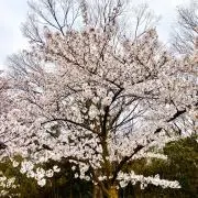 ランラン
