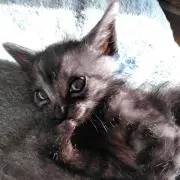 (=^ェ^=)黒猫くるんの画像