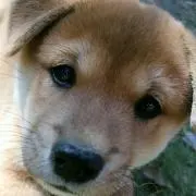 ボブ