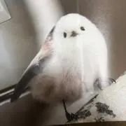 シマエナガ*＊* プロフ必読の画像