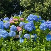 T.Hの画像