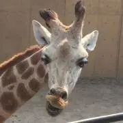もんさん【断捨離中】の画像