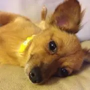 すたぁ