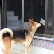 鮎かけの画像