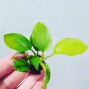 水草おもい【最短で翌日発送】癒やしの時間の画像