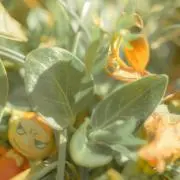 ミイ【プロフ必読】