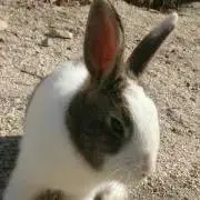 うさぎ