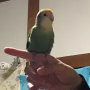 きいろ