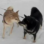 ☆柴犬☆の画像