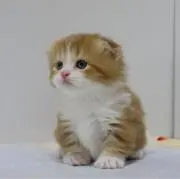 れいな