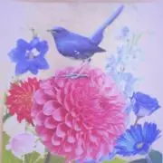 chicoの画像