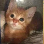 ニョッキ