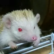 しろね
