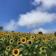 ねね♡の画像