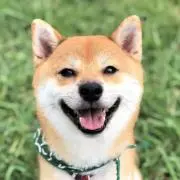 こんちゃんの画像
