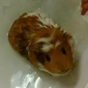 maamee
