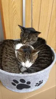 めい＆ゆめの画像