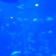 ハピネスの画像